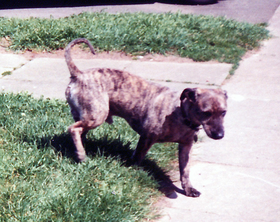 A photograph of a black and brown (almost tortoiseshell) dog, standing on grass.